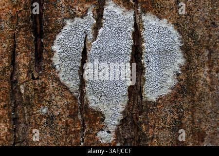 Graphis scripta. Type de lichen trouvé sur l'écorce lisse Banque D'Images