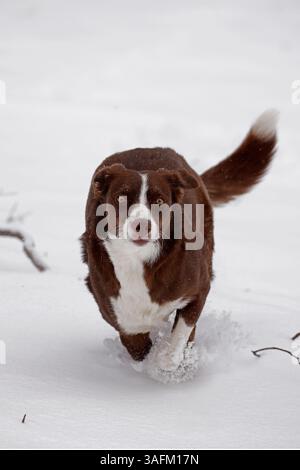 Chocolat frontière collie, courir dans la neige, Maryland Banque D'Images