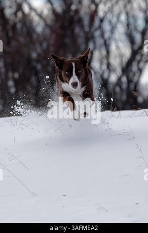 Chocolat frontière collie, courir dans la neige, Maryland Banque D'Images
