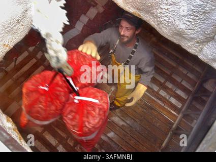 Lonnie Maddox, de New Port Richey, décharge des sacs de 45 livres de crevettes tigrées de la cale congélatrice du bateau à crevettes Julie Ann, qui a été construit et possédé par Julie et Jack Russell. Le bateau venait de rentrer d'un voyage de 23 jours dans la région de Big Bend en Floride, revenant avec 375 sacs de crevettes qui sont surgelés à bord. - Julie Russel et son mari Jack ont construit le crevettier et ont ouvert une entreprise de fruits de mer. Et puis les prix des crevettes ont baissé Comment l'industrie nationale de la crevette a affecté ce couple Tarpon. Mercredi, l’administration Bush devait faire un préliminaire Banque D'Images