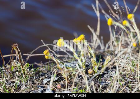 Tussilago farfara communément appelé Coltsfoot. Les fleurs de printemps jaunes sauvages poussent dans l'herbe sèche sur la côte du lac, photo naturelle prise un jour ensoleillé Banque D'Images