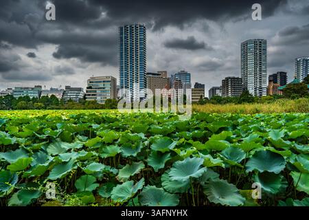 L'étang Ueno Lotus à Tokyo, Japon Banque D'Images