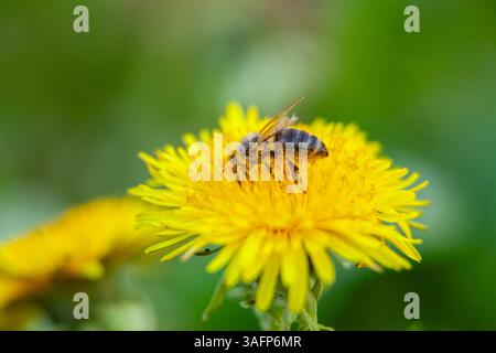 Vue détaillée d'une abeille récoltant le nectar d'une fleur de pissenlit, soulignant l'importance des pollinisateurs. Banque D'Images