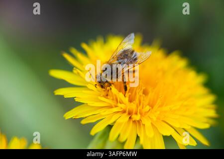 Gros plan d'une abeille sur un pissenlit en fleurs, avec du pollen visible sur son corps. Une photo macro d'une abeille pollinisant un pissenlit jaune vif contre Banque D'Images