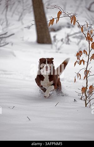 Chocolat frontière collie, courir dans la neige, Maryland Banque D'Images