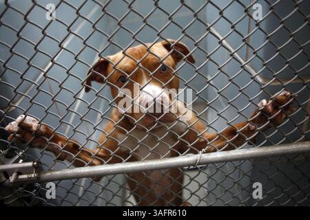 24 juin 2012 - Chic, il, États-Unis - Pit Bull MIX Bruno se lève dans la cage de retenue de l'anti-Cruelty Society de Chicago, Illinois, le 2 juillet 2012. Bruno a été saisi après avoir été trouvé malnutri à Bellwood. (Crédit image : © Michael Tercha/Chicago Tribune/MCT/ZUMAPRESS.com) Banque D'Images
