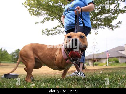 24 juin 2012 - Romeoville, il, États-Unis - ''Dharma'', un pit-Bull de 5 ans à Isle of cache Park à Romeoville, Illinois, le 24 juin 2012, était l'un des 500 chiens secourus dans le buste ''Missouri 500'' en 2009. Elle est détenue par sa propriétaire, Suzanne Schemm. (Crédit image : © Stacey Wescott/Chicago Tribune/MCT/ZUMAPRESS.com) Banque D'Images