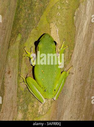 American Green Tree Frog Dryophytes cinereus ou Hyla cinerea amphibien sur crêpe myrte. Banque D'Images