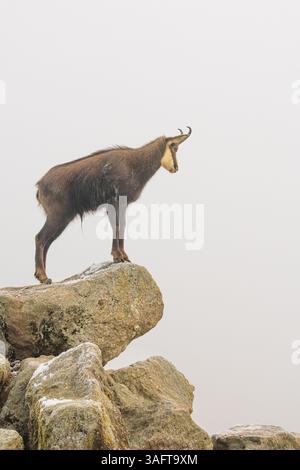 Un chamois mâle adulte (Rupicapra rupicapra) se dresse sur un rocher dans un brouillard dense au lever du soleil, illuminé par un faible rayon solitaire de soleil Banque D'Images