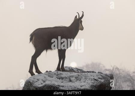 Un chamois mâle adulte (Rupicapra rupicapra) se dresse sur un rocher dans un brouillard dense au lever du soleil Banque D'Images