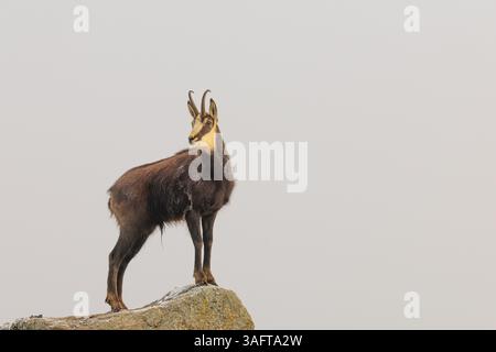 Un chamois mâle adulte (Rupicapra rupicapra) se dresse sur un rocher dans un brouillard dense au lever du soleil, illuminé par un faible rayon solitaire de soleil Banque D'Images
