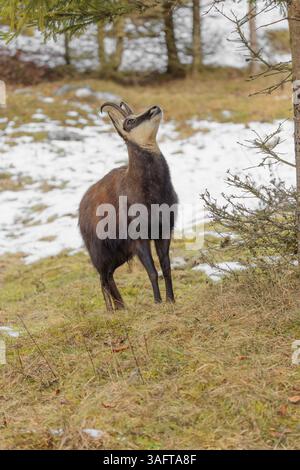 Un chamois mâle adulte (Rupicapra rupicapra) se tient sur une prairie partiellement enneigée et regarde les délicieuses aiguilles d'une épinette suspendue au-dessus de lui Banque D'Images