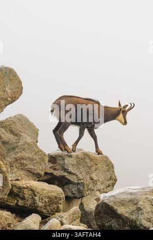 Un chamois mâle adulte (Rupicapra rupicapra) se dresse sur un rocher dans un brouillard dense au lever du soleil, illuminé par un faible rayon solitaire de soleil Banque D'Images