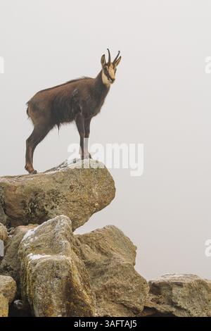 Un chamois mâle adulte (Rupicapra rupicapra) se dresse sur un rocher dans un brouillard dense au lever du soleil, illuminé par un faible rayon solitaire de soleil Banque D'Images