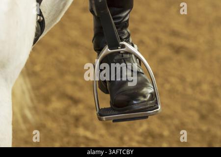 Des chevaux dans une ferme équestre en Allemagne près de Hambourg Banque D'Images