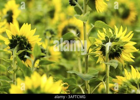 Gros plan de tournesols dans le champ Banque D'Images