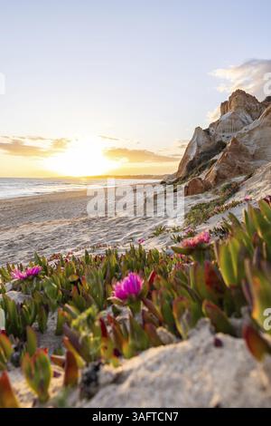 Falaises sur l'Atlantique. Coucher de soleil chaud dans un paysage avec des fleurs violettes, Carpobrotus acinaciformis. Falaises rouges avec des formations à couper le souffle à Praia da Banque D'Images
