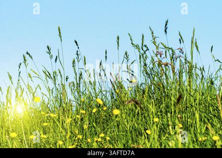 Prairie, herbes sur une digue sur l'Elbe Banque D'Images