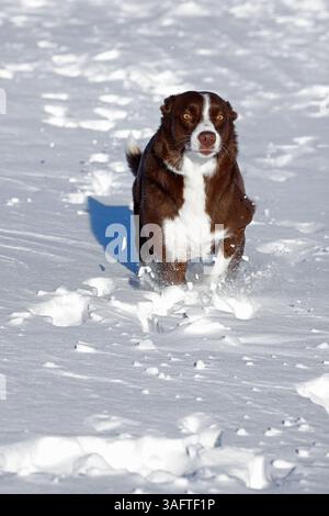 Chocolat frontière collie, courir dans la neige, Maryland Banque D'Images