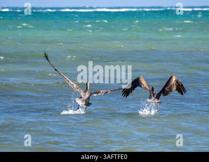 Deux majestueux pélican brun décollant de la mer des Caraïbes, sur un ciel clair, bleu et une journée ensoleillée avec une pêche floue, bateau de plongée dans le dos, Tanka Banque D'Images