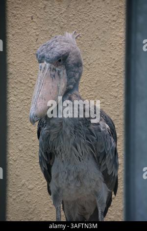 Shoebill Stork alias Balaeniceps Rex Banque D'Images