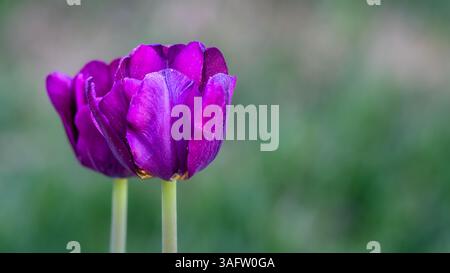 Deux tulipes violettes profondes en fleurs avec des pétales mous et des tiges minces, debout sur un fond vert lisse dans une composition printanière propre. Banque D'Images