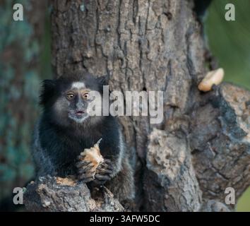 Marmoset touffeté noir (Callithrix penicillata) face à la caméra tout en tenant de la nourriture dans ses mains, dans un environnement forestier urbain naturel. Banque D'Images