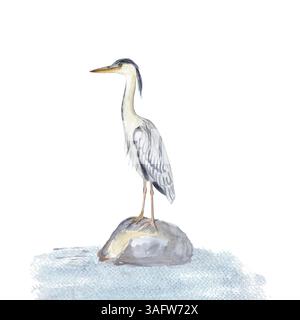 Oiseau d'eau héron gris debout sur une pierre dans l'illustration aquarelle à l'eau isolé sur blanc. Style d'esquisse clip art dessiné à la main parfait pour les cartes Banque D'Images