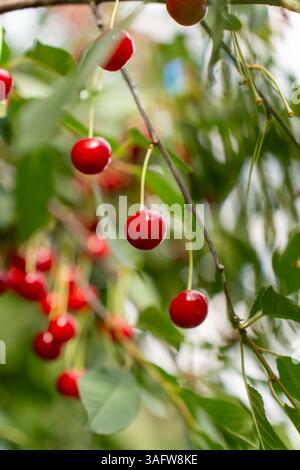 Cerises en feutre rouge vif sur Tree Branch. Récolte de baies dans un verger fermier Banque D'Images