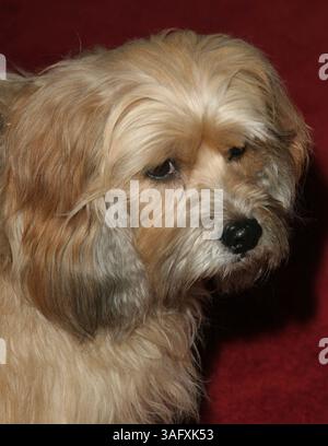 19 mars 2005 ; Beverly Hills, CA, États-Unis ; BENJI lors de la 19e cérémonie annuelle des Genesis Awards présentée par la Humane Society of the United States Hollywood Office, qui s'est tenue à l'hôtel Beverly Hilton. (Crédit image : Glenn Weiner/ZUMAPRESS.com) Banque D'Images