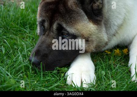American akita couché dans l'herbe gros plan portrait Banque D'Images