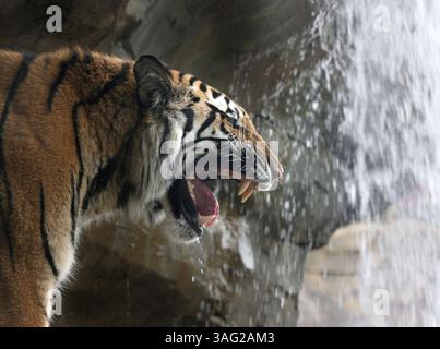 5 of 7.CAPTION (TAMPA - 04/03/08) : (5) Un Tigre du Bengale rugit alors qu'il fait son chemin dans l'une des zones de tigre dans l'habitat animal du Tigre du Bengale à ''Jungala'', la nouvelle attraction à Busch Gardens..KEN HELLE | Times. RÉSUMÉ : aperçu de presse de la nouvelle zone ''Jungala'' de 0 million à Busch Gardens. Nous avons fait des photos de rapport d'avancement mais rien des animaux (crédit image : St Petersburg Times/ZUMAPRESS.com) Banque D'Images
