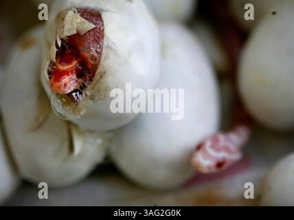21 mai 2008 - New Port Richey, Floride, États-Unis - Un serpent de maïs crémeux éclose d'un œuf chez Mr. Weebees Pets sur SR 54 à New Port Richey. L'animalerie est inhabituelle car le propriétaire Phil Gonthier fait 80 pour cent de l'élevage des animaux sur place. Cela permet de manipuler l'animal de compagnie d'un bébé qui fait un animal dompteur et mieux ajusté avant de le ramener à la maison. Il y a plus de 10 000 pieds carrés qui abrite des étangs de poissons et des aires de reproduction pour les oiseaux, les reptiles, les rongeurs, les lapins, les cobayes et les planeurs à sucre. Phil et son épouse Sharon travaillent dans le commerce de gros d'animaux de compagnie depuis 25 ans. Il ouvrit la nouvelle Banque D'Images