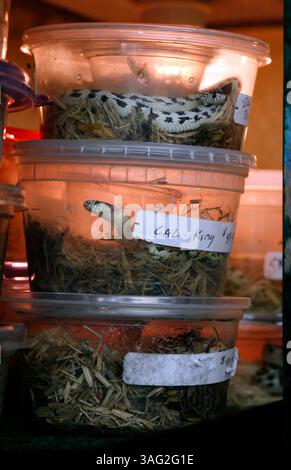 21 mai 2008 - New Port Richey, Floride, États-Unis - les conteneurs de bébés serpents California King attendent d'être vendus chez Mr. Weebees Pets sur SR 54 à New Port Richey. L'animalerie est inhabituelle car le propriétaire Phil Gonthier fait 80 pour cent de l'élevage des animaux sur place. Cela permet de manipuler l'animal de compagnie d'un bébé qui fait un animal dompteur et mieux ajusté avant de le ramener à la maison. Il y a plus de 10 000 pieds carrés qui abrite des étangs de poissons et des aires de reproduction pour les oiseaux, les reptiles, les rongeurs, les lapins, les cobayes et les planeurs à sucre. Phil et son épouse Sharon travaillent dans le commerce de gros d'animaux de compagnie depuis 25 ans. Lui Banque D'Images