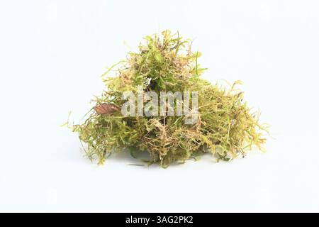 Chaume de pelouse. Mousse de jardin et herbe morte, également appelée chaume, isolé sur fond blanc. ROYAUME-UNI Banque D'Images