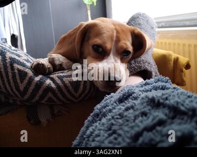Beagle Dog reposant sur la jambe regardant la caméra Banque D'Images
