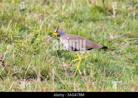 Pluvier caressé africain, vanellus senegallus, dans les prairies luxuriantes du Masai Mara, Kenya. Banque D'Images