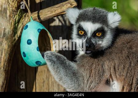 Londres, Royaume-Uni. 8 avril 2025. Les lémuriens à queue annulaire en voie de disparition étudient soigneusement les œufs de Pâques en carton pastel fabriqués à la main cachant des cubes de patate douce - Pâques au zoo ZSL de Londres à Regent's Park. Les gardiens du zoo de Londres préparent des friandises de Pâques pour les animaux avec un assortiment de surprises saisonnières pour les lions, les lémuriens et les suricates du zoo de conservation. Crédit : Guy Bell/Alamy Live News Banque D'Images