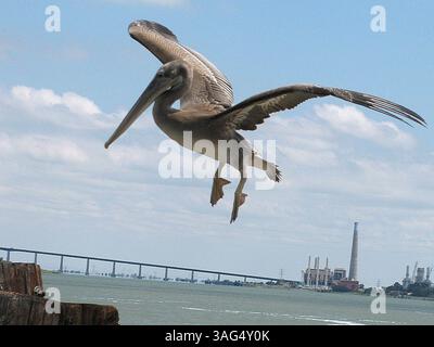 17 juillet 2012 - Antioch, CA, États-Unis - Un pélican prend son envol avec les cheminées et le pont d'Antioch en arrière-plan, le 17 juillet 2012 à Antioch, Californie. Les pélicans bruns se déplacent plus loin vers l'intérieur pour chercher de la nourriture, et quatre pélicans font leur maison près du Riverview Lodge. (Crédit image : © Judy Prieve/Contra Costa Times/MCT/ZUMAPRESS.com) Banque D'Images