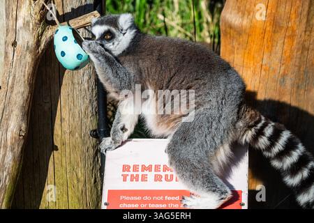 Londres, Royaume-Uni. 8 avril 2025. Les lémuriens à queue annulaire en voie de disparition étudient soigneusement les œufs de Pâques en carton pastel fabriqués à la main cachant des cubes de patate douce - Pâques au zoo ZSL de Londres à Regent's Park. Les gardiens du zoo de Londres préparent des friandises de Pâques pour les animaux avec un assortiment de surprises saisonnières pour les lions, les lémuriens et les suricates du zoo de conservation. Crédit : Guy Bell/Alamy Live News Banque D'Images
