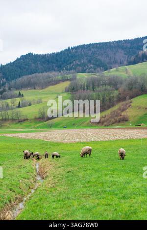 Un groupe de moutons pèle paisiblement sur l'herbe verte vibrante dans une vallée sereine, entourée de collines ondulantes et d'une toile de fond de montagnes majestueuses sur un o Banque D'Images