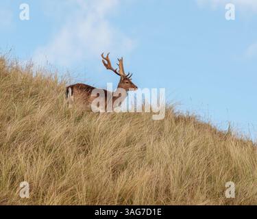 Un cerf debout sur une dune de sable Banque D'Images