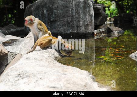 Singes dans une réserve naturelle sur l'île. Banque D'Images
