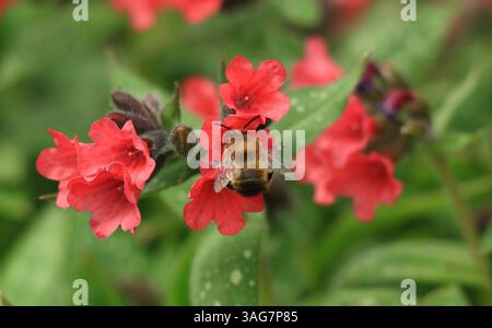 Une abeille ramassant du nectar et pollinisant une fleur de pulmonaria au printemps. Abeille sur Pulmonaria 'crevettes sur la Barbie' usine d'armoise à poumon. ROYAUME-UNI Banque D'Images