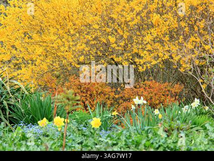 Bordure de jardin de printemps avec arbre Forsythia en fleurs sous-planté avec Spirea japonica Magic Carpet, Narcisse & Brunnera macrophylla Jack Frost. ROYAUME-UNI Banque D'Images