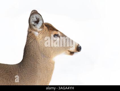 Le cerf de Virginie en gros plan en hiver au Canada Banque D'Images