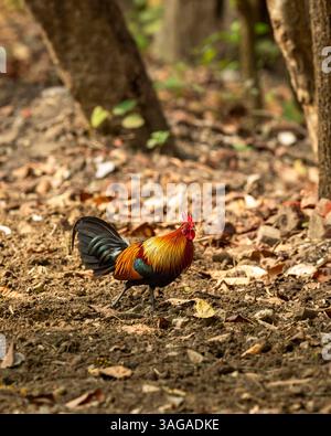 Mâle sauvage junglefowl rouge Gallus gallus oiseau ancêtre sauvage de volaille domestique ou poulet marchant dans safari Pilibhit réserve forestière du parc national inde Banque D'Images