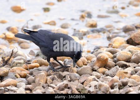 WESTERN Jackdaw Corvus monedula, recherche de nourriture, Slimbridge, Gloucestershire, Royaume-Uni, novembre Banque D'Images