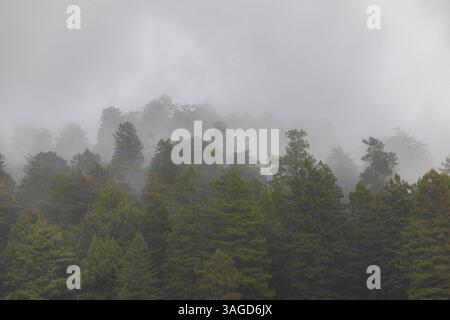 Old-Growth Coast Redwood, Sequoia sempervirens, forêt vue depuis Elk Meadow dans Redwood National and State Parks, Californie, États-Unis Banque D'Images