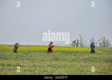 Des femmes musulmanes du Cachemire marchent dans un champ de moutarde en fleurs pendant la saison printanière à Pampore, à environ 25 km de Srinagar, la capitale estivale du Jammu-et-Cachemire. Banque D'Images
